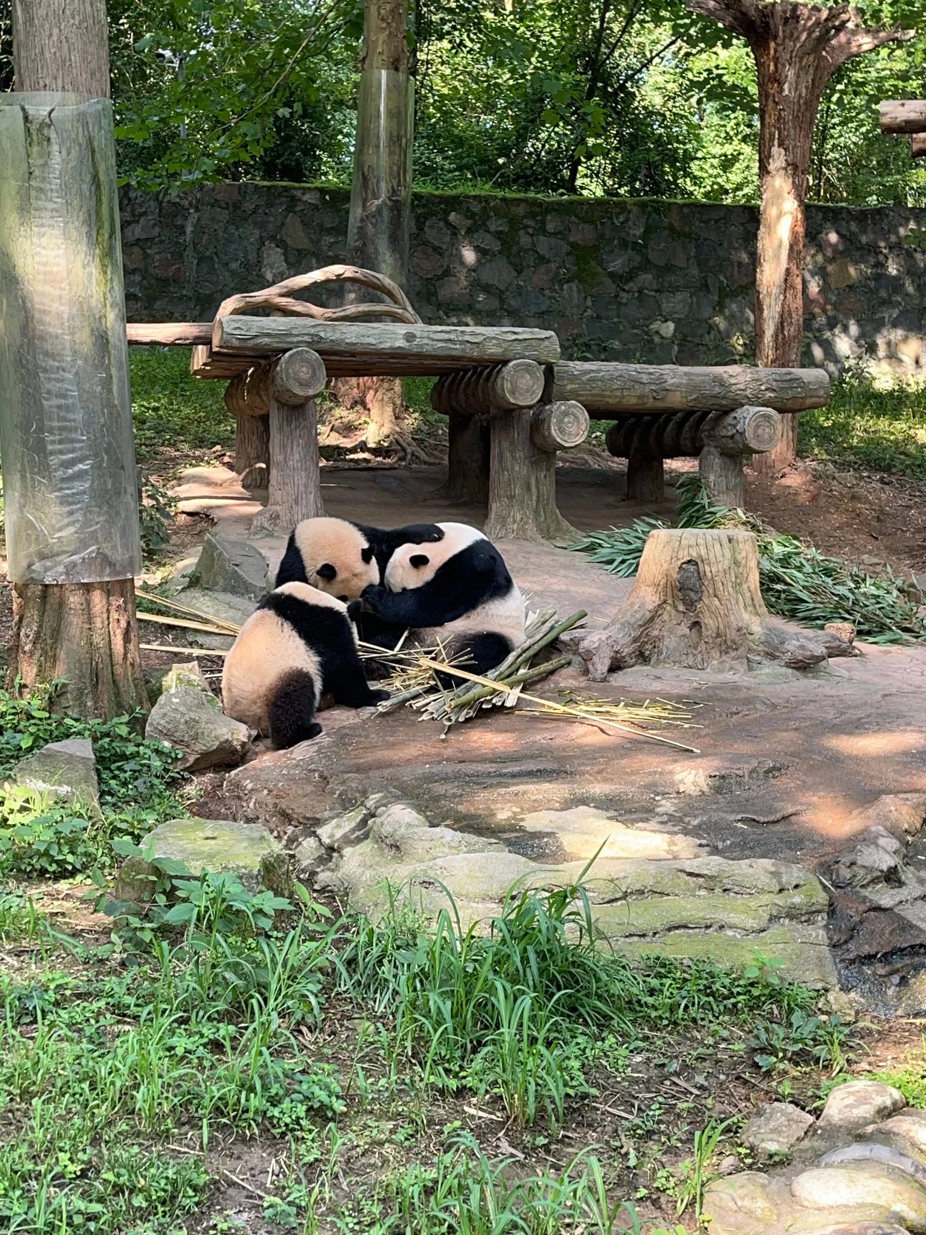 Three giant pandas eating bamboo together in Chengdu
